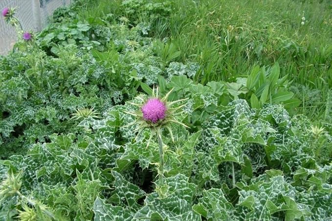 150+ Seeds Blessed Milk Thistle Medicinal - Herb Purple