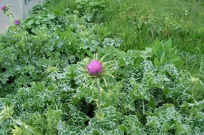 150+ Seeds Blessed Milk Thistle Medicinal - Herb Purple