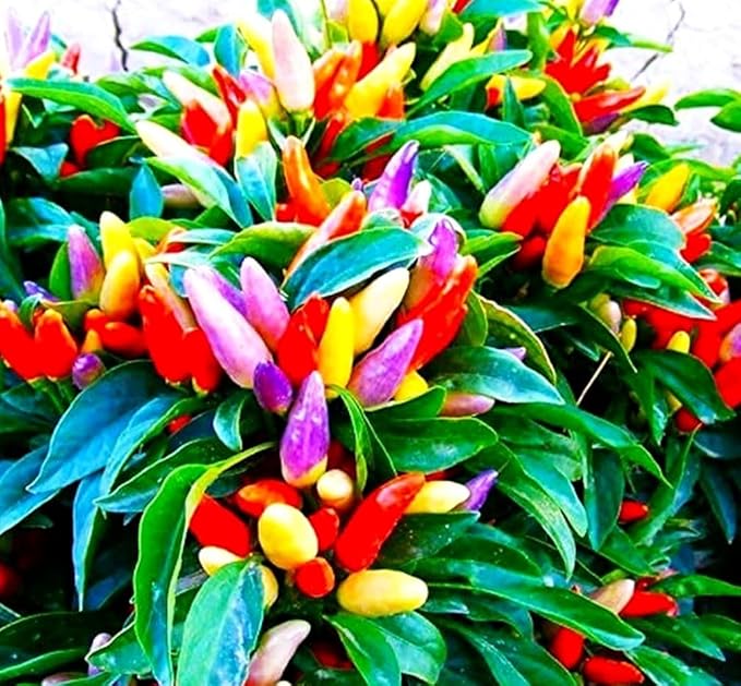 Pepper Masquerad Ornamental Hot Chili Pepper Multicolor 50+ Seeds for Planting Ideal for Pots