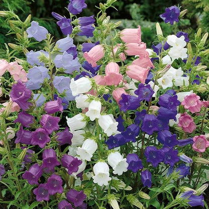Seeds Canterbury Bells Double Mix Biennial Flowers