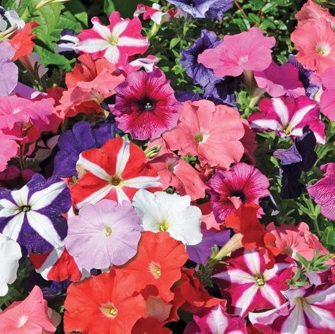 Seeds Petunia Unicum F1 Mix Indoor Annual Flowers for Planting