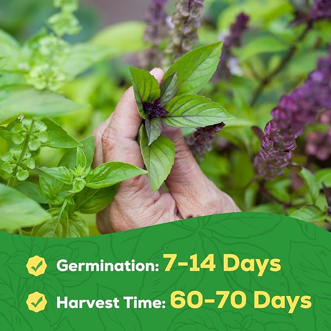 Thai Basil Seeds for Planting - 500 Heirloom, Non-GMO Seeds - Thai Basil Herb Seeds for Home Herb Garden, Indoor & Outdoor Herb Gardening