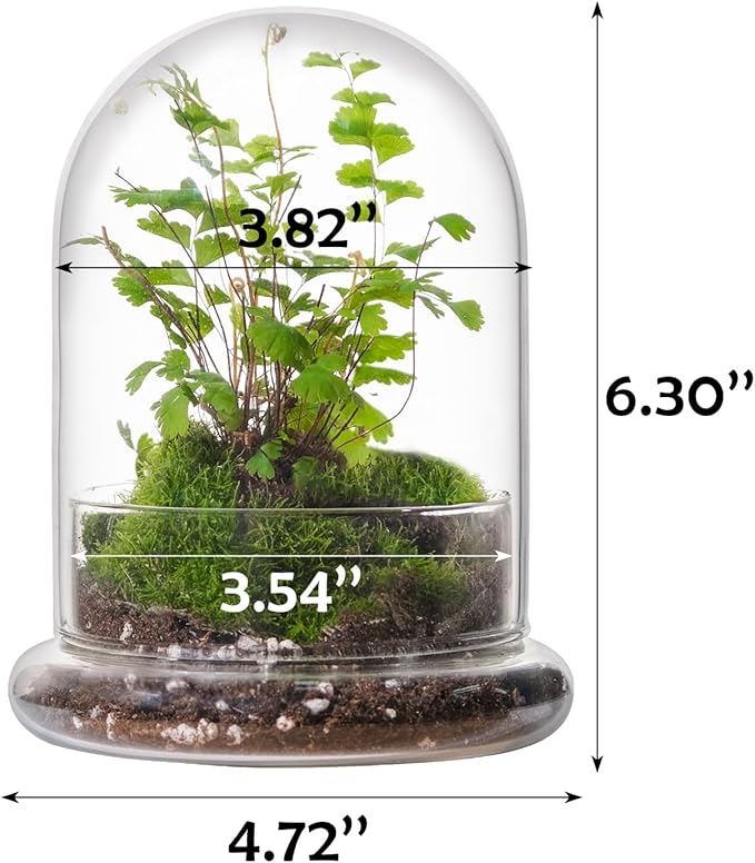 WHJY 6 inches Glass Cloche for Indoor Plants Small Terrarium Glass Cloche with Base Mini Cloche Dome with Base for Display Home Decor