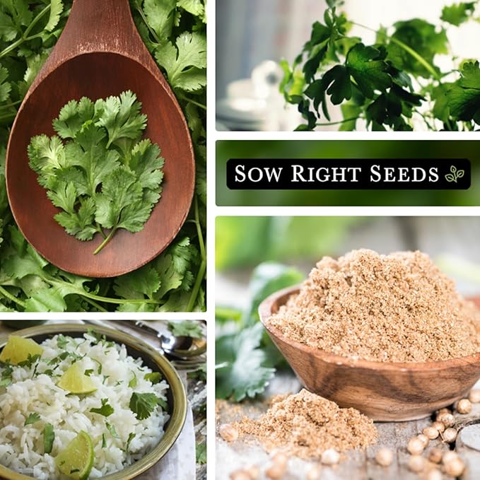 Sow Right Seeds - Bulk Cilantro Seeds for Planting - 1 Ounce, 2000 Seeds - Non-GMO Heirloom Jumbo Pack with Instructions to Grow an Herb Garden - Great for Cooking - Make Loads of Coriander Seasoning