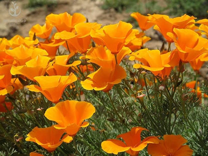 Orange California Poppy Seeds, 1 Oz Pack, 20,000+ Native Seeds by Seeds2Go