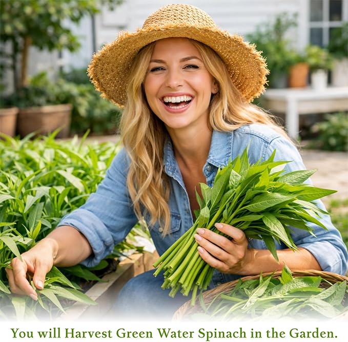 2000+ Water Spinach Seeds - Bulk Pack Kong Xin CAI Vegetable & Kangkong Seeds for Planting, Planting Guide for Easy Grow, for Container Gardening & Home Beds