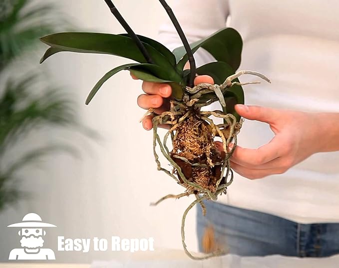 Orchid Bark for Plants, Organic Pine Bark for Proper Root Development for Phalaenopsis, Cattleyas, Dendrobiums, Oncidiums, Paphiopedilums and More (10qt, Medium(12-18mm))
