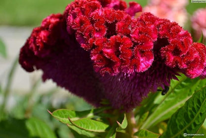 Celosia Seed Mix Celosia Cristata Cockscomb Woolflowers About 200 Seeds for Planting