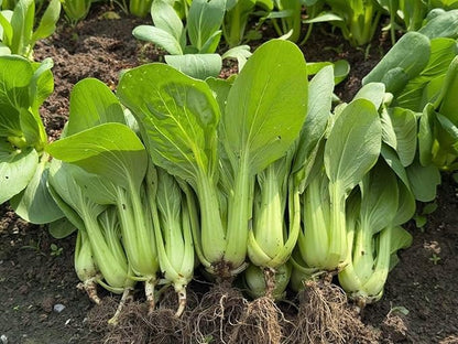 3000+ Organic Bok Choy Seeds – Cải Thìa – Pak Choi – Chinese Cabbage– Non-GMO, Heirloom, Made in USA - 99% Germination Rate, Vegetable for Yard & Garden Planting