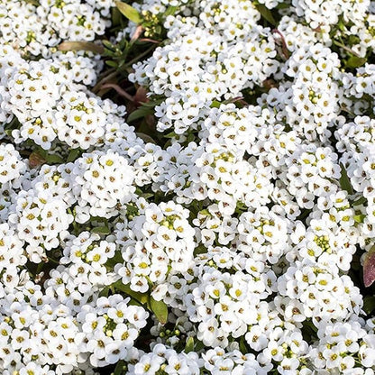 Outsidepride Perennial Sweet Alyssum Seeds - 1 lb. White Lobularia Maritima Seeds for Ground Cover, Pollinator-Friendly Gardens, Drought-Tolerant Landscaping, Easy-to-Grow in USDA Zones 7-9