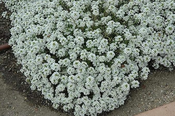 Sweet Alyssum Seeds - Carpet of Snow, Bulk Pack of 50,000 Seeds by Seeds2Go