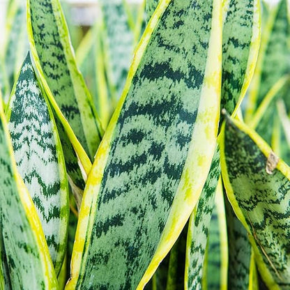Perfect Plants Liquid Snake Plant Fertilizer | 8oz. of Premium Concentrated Sansevieria Food | Use with Mother-in-Laws Tongue and Other Varieties