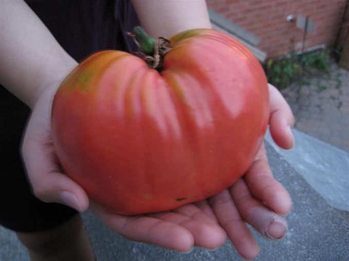 Seeds Red Giant Beefsteak Tomato Indeterminate Non GMO Vegetable for Planting
