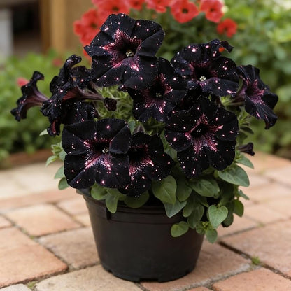 400+ Rare Night Sky Petunia Seeds Petunia Flowers Seeds for Planting Garden Hanging Baskets Flowers Annual Petunia Plant