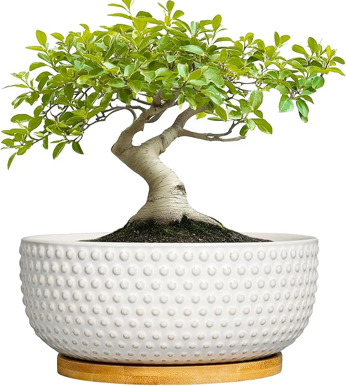 Succulent Pots 8 Inch - Ceramic Bonsai Planters for Indoor Plants, Plant Pot with Drainage Hole and Saucer, Shallow Round Flower Planter, Modern Room Decor, Gifts for Plant Lover, White