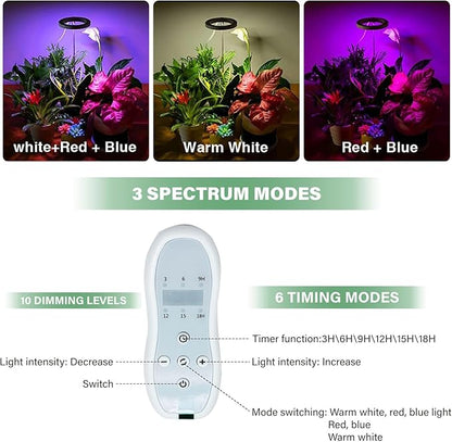Venus Fly Trap Terrarium,Butterwort Plant Live Pot,Not Live Plant, Automatic Irrigation System Keeps Potted Soil Moist Makes a Great Gift Choice, Home Office Decor