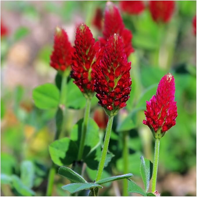 Seed Needs Clover Seeds Crimson Clover Ground Cover | 12,000+ Seeds Trifolium Incarnatum Annual Flower | Bulk Resealable Pounch of Clover Seed | Blooms Attract Pollinators