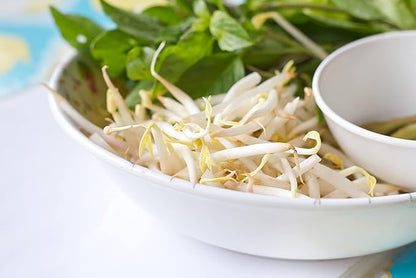 Todd's Seeds® Sprouting Seeds Mung Bean, Chinese Bean Sprouts, 5 Pounds