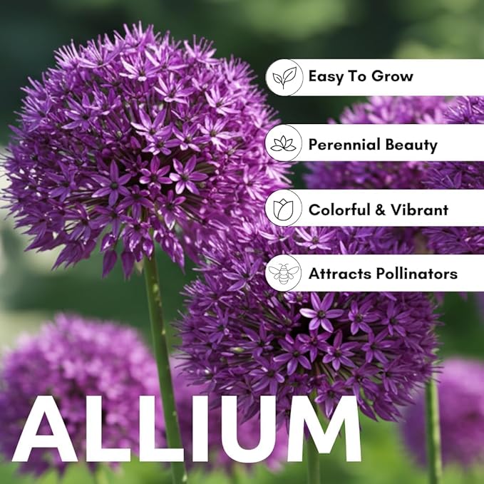 Allium Bulbs for Planting - Round Purple Blooms Really Stand Out (6 Bulbs)