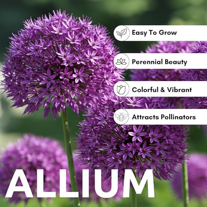 Allium Bulbs for Planting - Round Purple Blooms Really Stand Out (6 Bulbs)