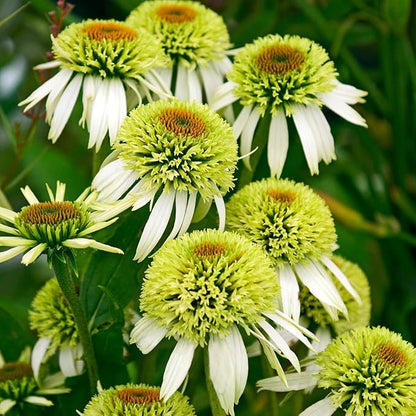Echinacea Coneflower Seeds: 1000 PCS Hardy Perennial, Low-Maintenance Vibrant Blooms for Garden Landscaping & Wildlife Support