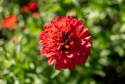 Plant Good Seed Organic Red Zinnia Seeds - Pack of 100, Heirloom Seeds for Planting Flowers - Gardening Supplies, Wildflower, Herb Garden, Flower Seeds to Plant Outside - from USA