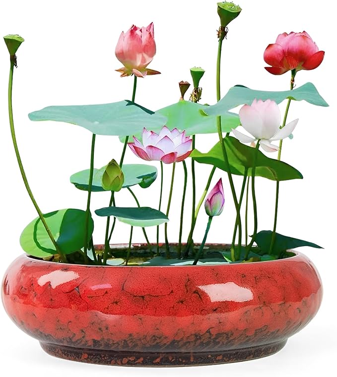 Lotus Bowl Planter - 7.3 Inch Large Lotus Flower Bowl for Water Plants, Ceramic Hydroponic Planter Water Lily Bowl for Planting Aquatic and Indoor Succulent Plants and Bonsai