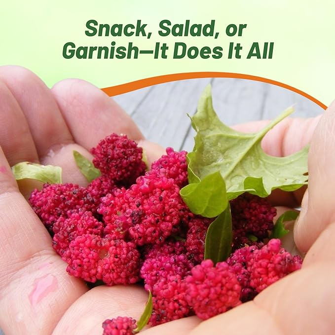 Outsidepride Strawberry Spinach Seeds - 5000 Pcs. Annual, Easy to Grow & Low Maintenance, Fruit Seeds for Planting Edible Foliage & Strawberry-Like Fruits for Pollinator Gardens & Erosion Control