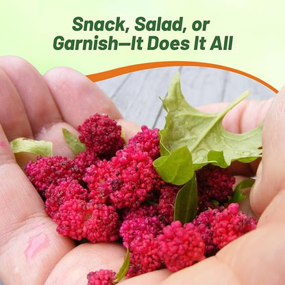 Outsidepride Strawberry Spinach Seeds - 5000 Pcs. Annual, Easy to Grow & Low Maintenance, Fruit Seeds for Planting Edible Foliage & Strawberry-Like Fruits for Pollinator Gardens & Erosion Control