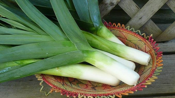 Seeds Leek Autumn Giant Onion - Heirloom Vegetable - GMO Free