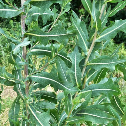Wild Lettuce 50 Seeds (Lactuca virosa) Heirloom - Non GMO - Open Pollinated