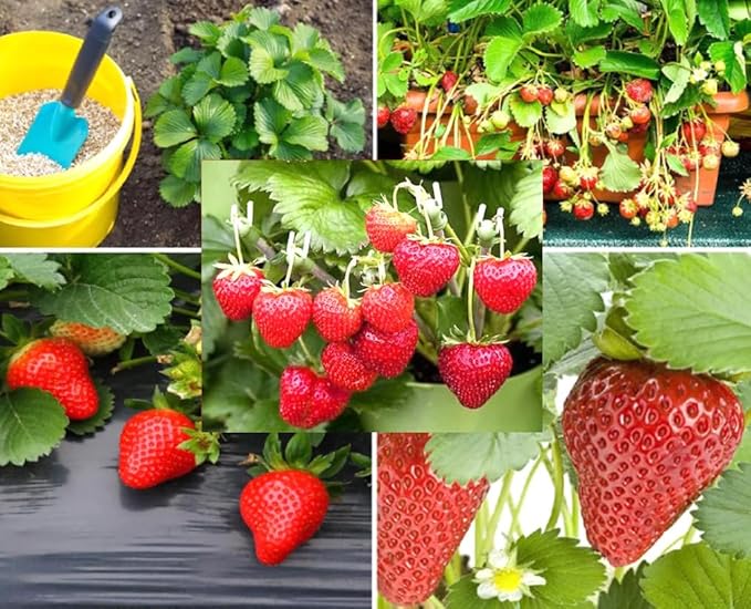 250PCS Alpine Strawberry Fast Growing Wild Strawberry Fragaria Vesca Seeds Heirloom