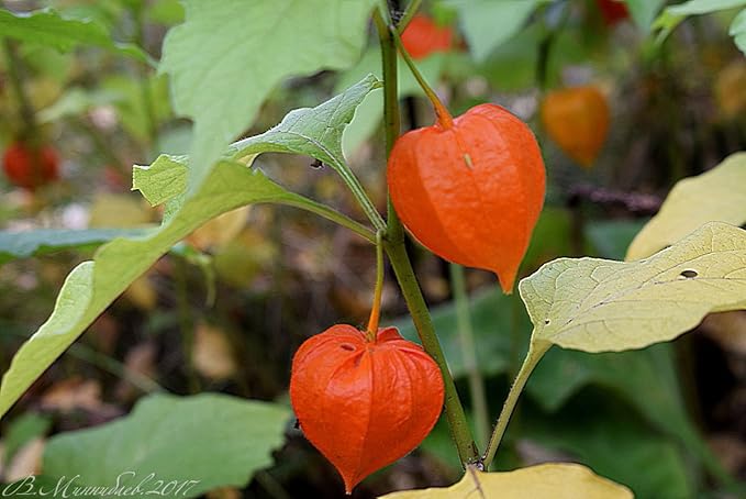 200+ Seeds Strawberry Ground Cherry - Physalis - Vegetable Orange