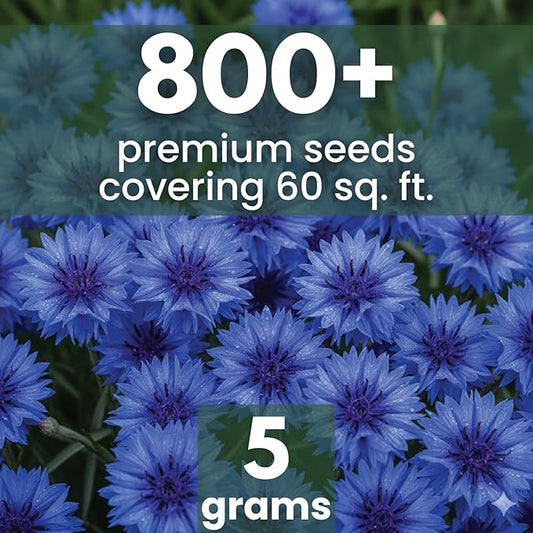 Blue Cornflower – 800 Seeds for Planting – 2026 Season – 5 Gram Pouch