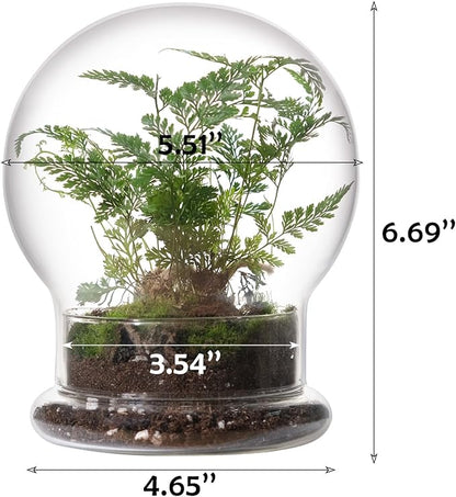 WHJY Round Glass Cloche for Indoor Plants Small Terrarium Glass Cloche with Base Mini Cloche Dome with Base for Display Home Decor