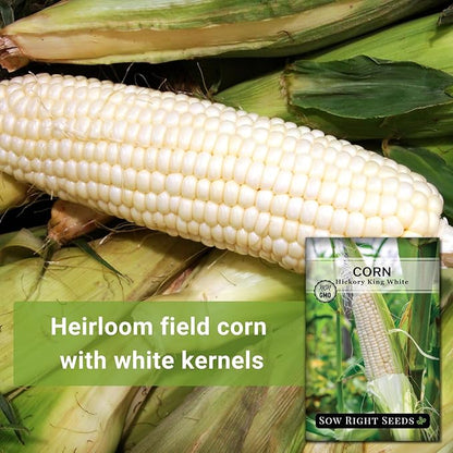 Sow Right Seeds - Hickory King White Corn Seeds for Planting - Non-GMO Heirloom Packet with Instructions to Plant & Grow an Outdoor Home Vegetable Garden - Rare Cream Color, Large Stalks and Ears (1)