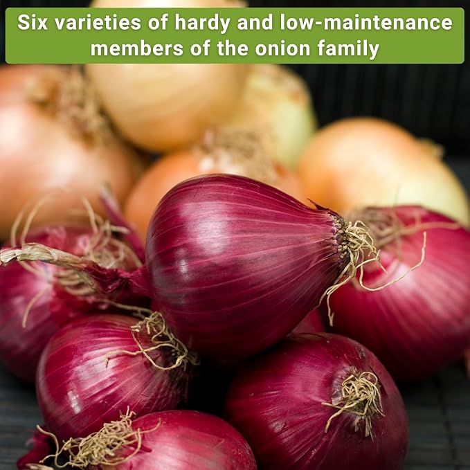 Sow Right Seeds - Onion Family Seed Collection for Planting - 6 Varieties of Chives and Onions - Hardy and Flavorful - Non-GMO Heirloom Packets with Instructions to Plant and Grow a Vegetable Garden