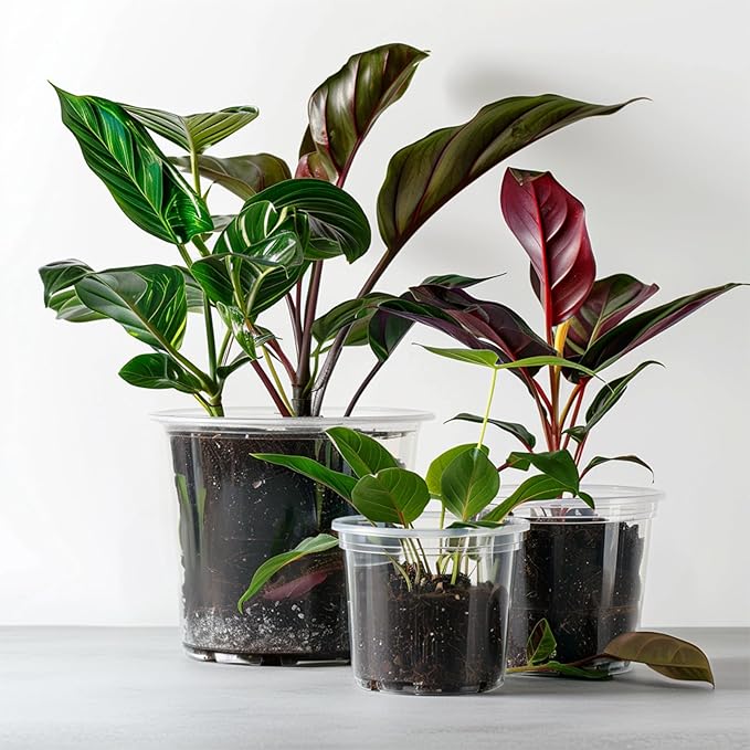 RAOOKIF 25 Pack 5 Inch Clear Nursery Pots with Drainage Holes, Flexible Plastic Nursery Pots for Plants, Durable Garden Flower Pot, Seed Starter Pots