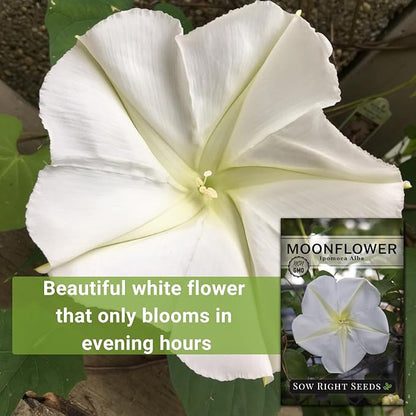 Sow Right Seeds - Moonflower (Ipomoea alba) Flower Seeds for Planting - Non-GMO Heirloom Flowers to Grow in Your Home Garden - Vining Plant for Beautiful Evening Blooms - Wonderful Gift (3)