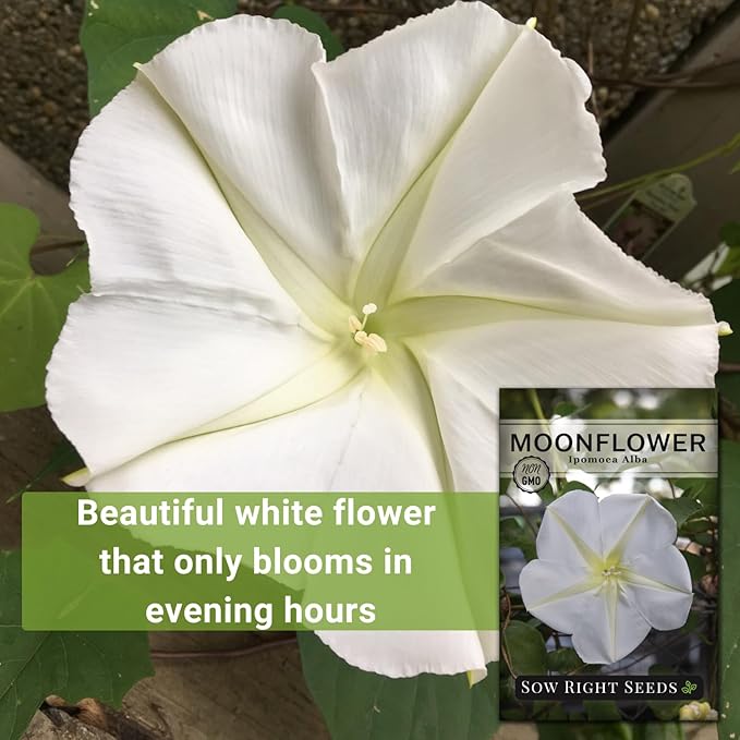 Sow Right Seeds - Moonflower (Ipomoea alba) Flower Seeds for Planting - Non-GMO Heirloom Flowers to Grow in Your Home Garden - Vining Plant for Beautiful Evening Blooms - Wonderful Gift (2)