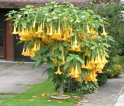 Angels Trumpet Seeds, Brugmansia Suaveolens, Yellow Flowering Tropical Plant, 10 Pack