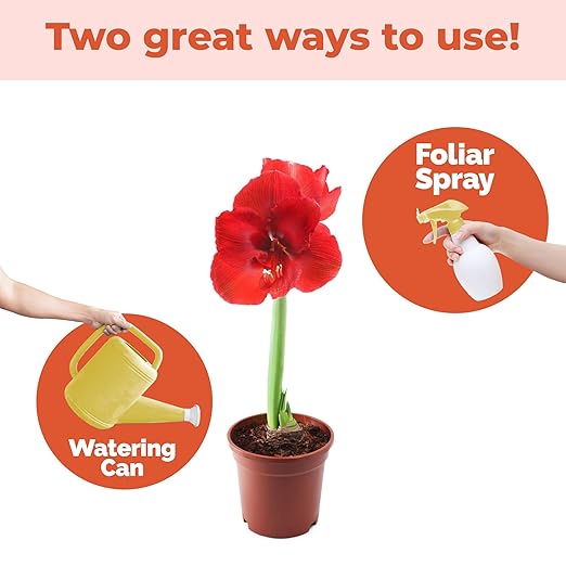 Amaryllis Fertilizer for Amaryllis Bulbs, Great for Amaryllis Bulbs in Vase or for Planting, Liquid Fertilizer by TPS Plant Foods, 8 oz (250mL)
