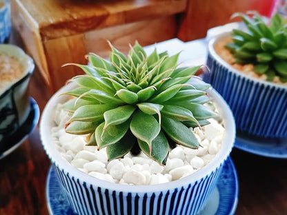2.4lb Succulent and Cactus Bonsai DIY Rocks, White Gravel for Terrarium, Fairy Gardening, Top Dressing, Mini White Rocks