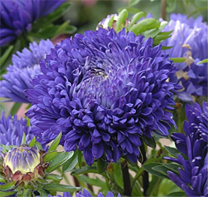 Duchess Aster Mixed Colors Seeds - 1000 Seeds Approximately