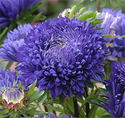 Duchess Aster Mixed Colors Seeds - 1000 Seeds Approximately