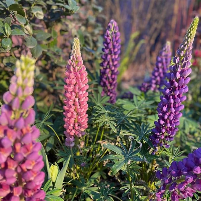 500+ PCS Russell Lupine Seeds Mix Color Wildflower Perennial Giant Lupine Seeds Colorful Plants for Planting