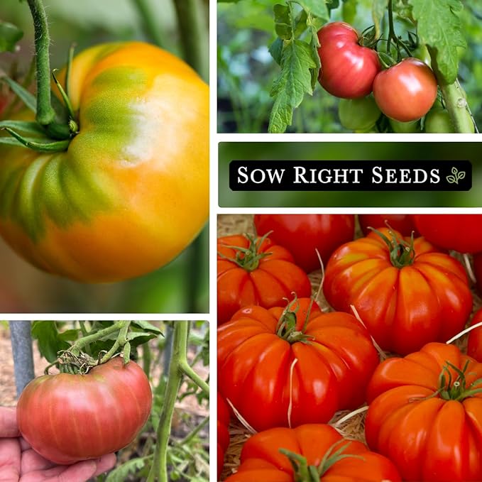 Sow Right Seeds - Beefsteak Style Tomato Seed Collection for Planting - Beefsteak, Kellogg's, Cherokee Purple, Mortgage Lifter & Ponderosa - Non-GMO Heirloom Varieties to Plant a Home Vegetable Garden