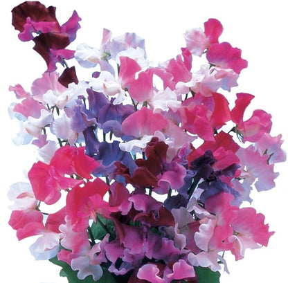 Burpee Sweet Dreams Mix Sweet Pea Seeds 100 seeds
