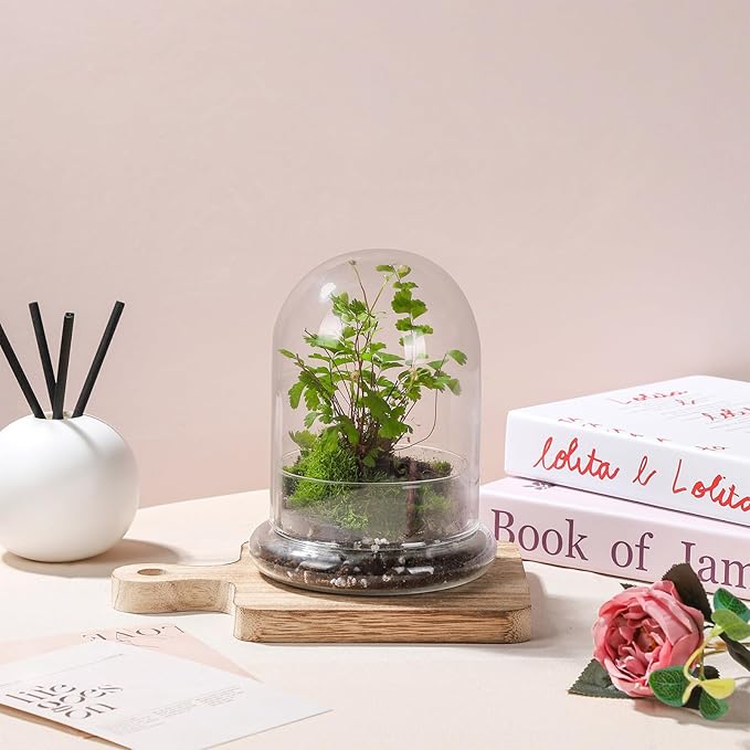 WHJY 6 inches Glass Cloche for Indoor Plants Small Terrarium Glass Cloche with Base Mini Cloche Dome with Base for Display Home Decor