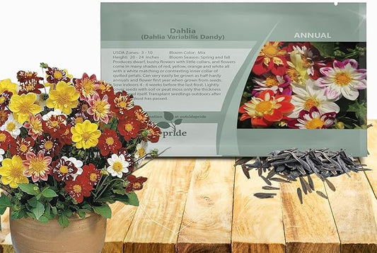 Outsidepride Dandy Mixed Dahlia Seeds for Planting - 1000 Pcs Annual, Easy to Grow, Season-Long Flower Seeds with Colorful Blooms for Containers, Pots, Borders, & Gardens, Suitable as Cut Flower